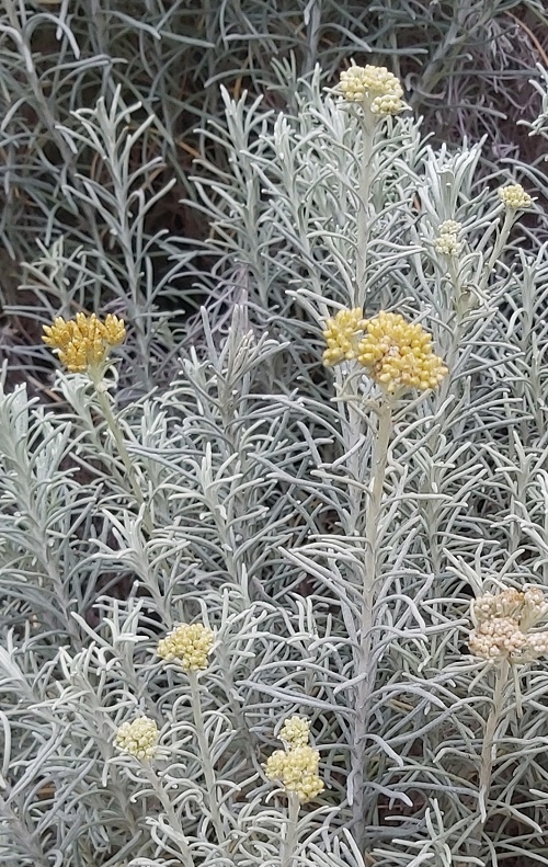 Wildflowers in Portugal  Helichrysum Italicum (or curry plant)  Piglet in  Portugal