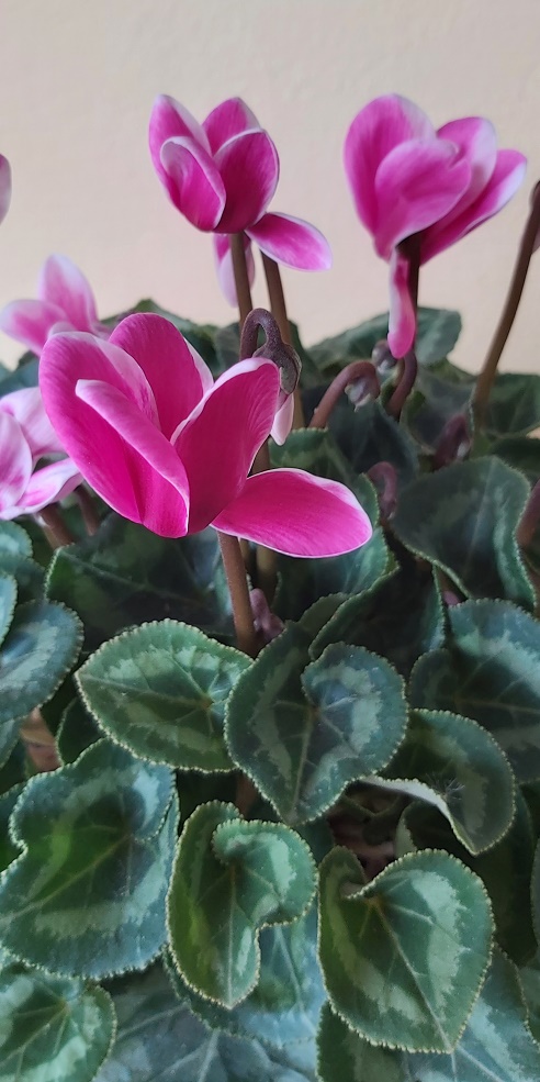 Cyclamen