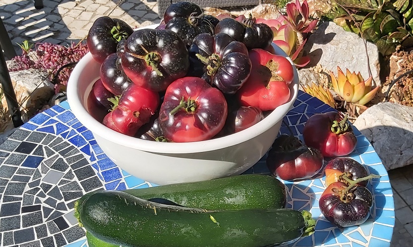 9lb black tomato harvest