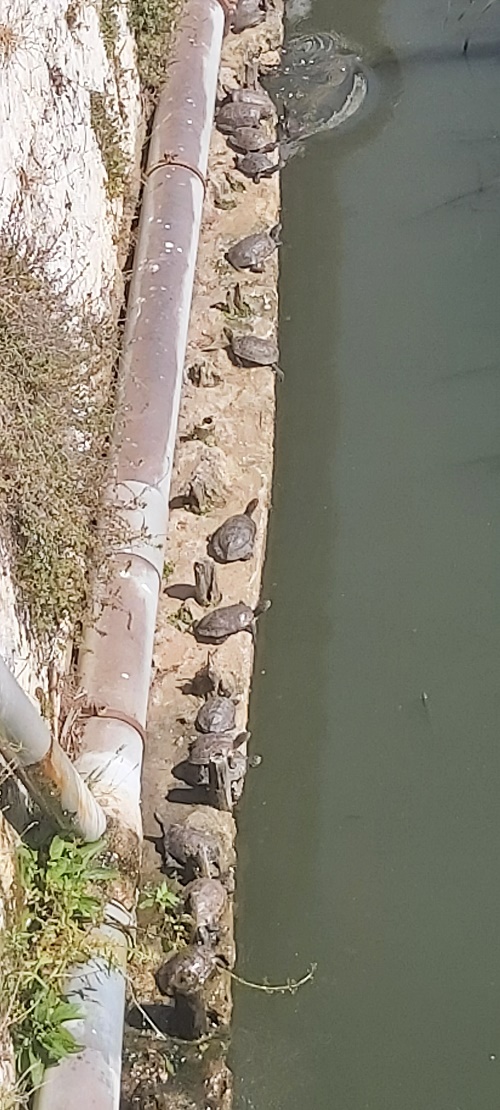 Iberian Stripe necked terrapins