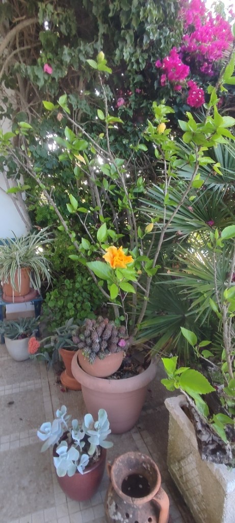 Yellow hibiscus growing in the shade