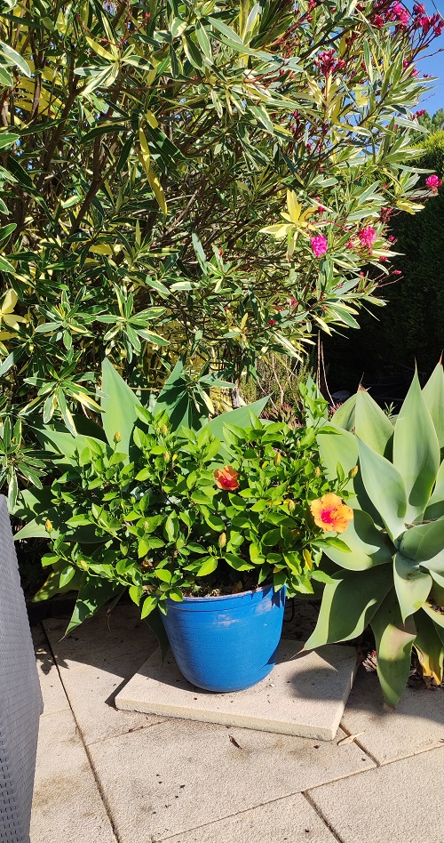 orange hibiscus growing in a pot