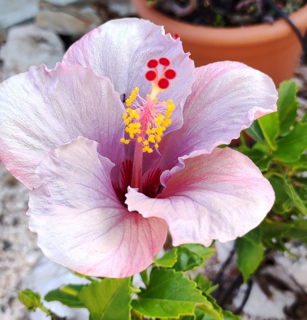Pink Hibiscus flower in August