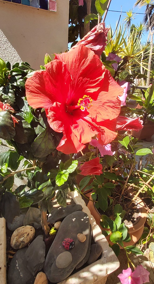Hibiscus growing in a pot