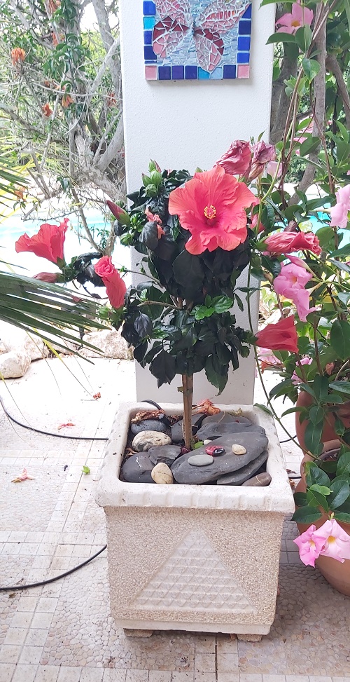 Hibiscus growing in a pot