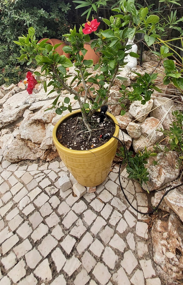 Hibiscus growing in pot