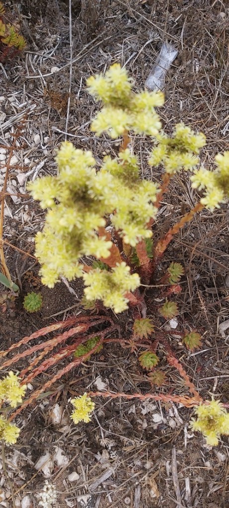 Sedum sediforme (Jacq.) Pau