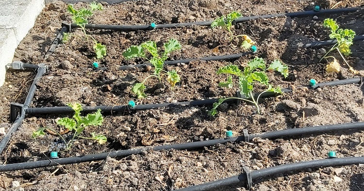 Kale seedlings planted early September