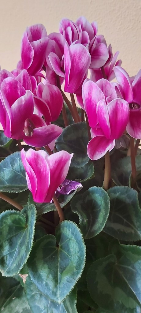 pink cyclamen flowering in september