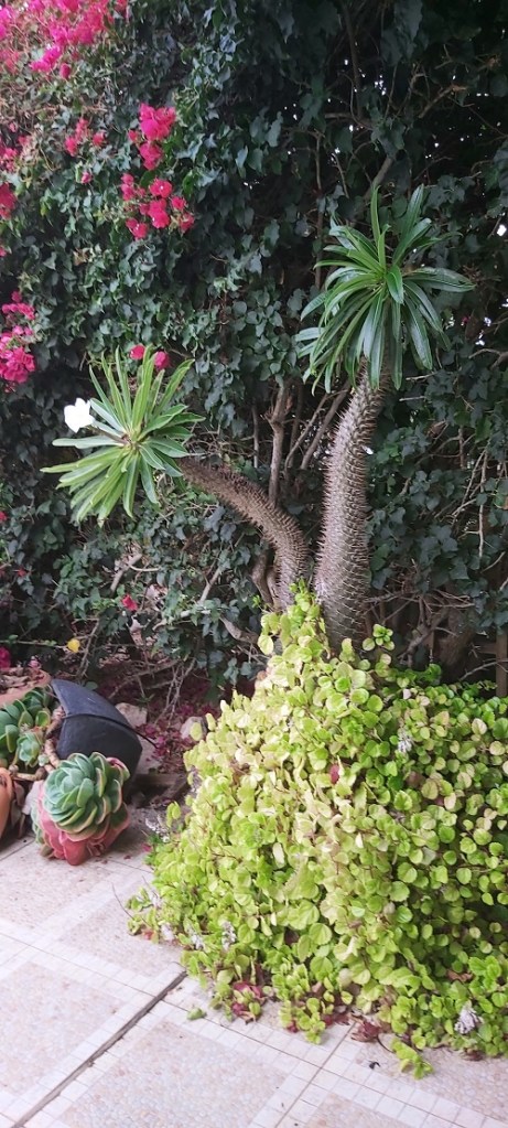 Madagascan Palm in flower