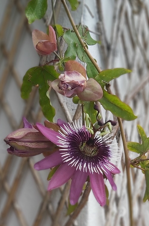 Passionflower (Passiflora incarnata)