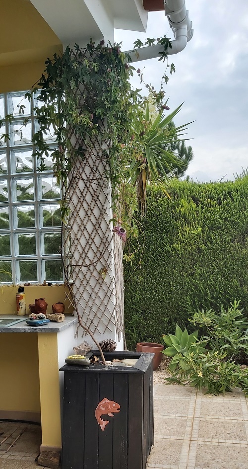 Passionflower (Passiflora incarnata) 