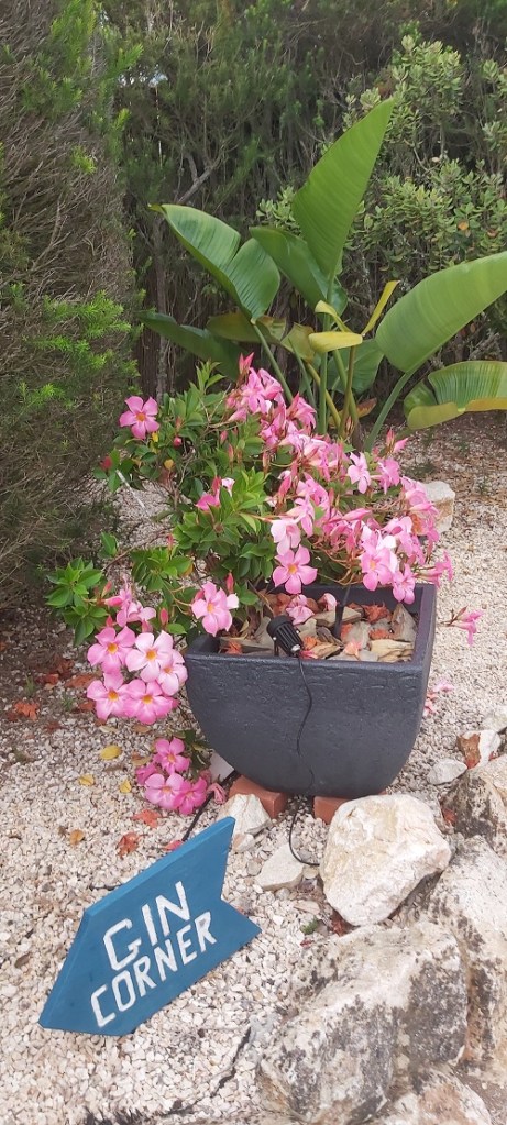 Dipladenia grow well in Pots