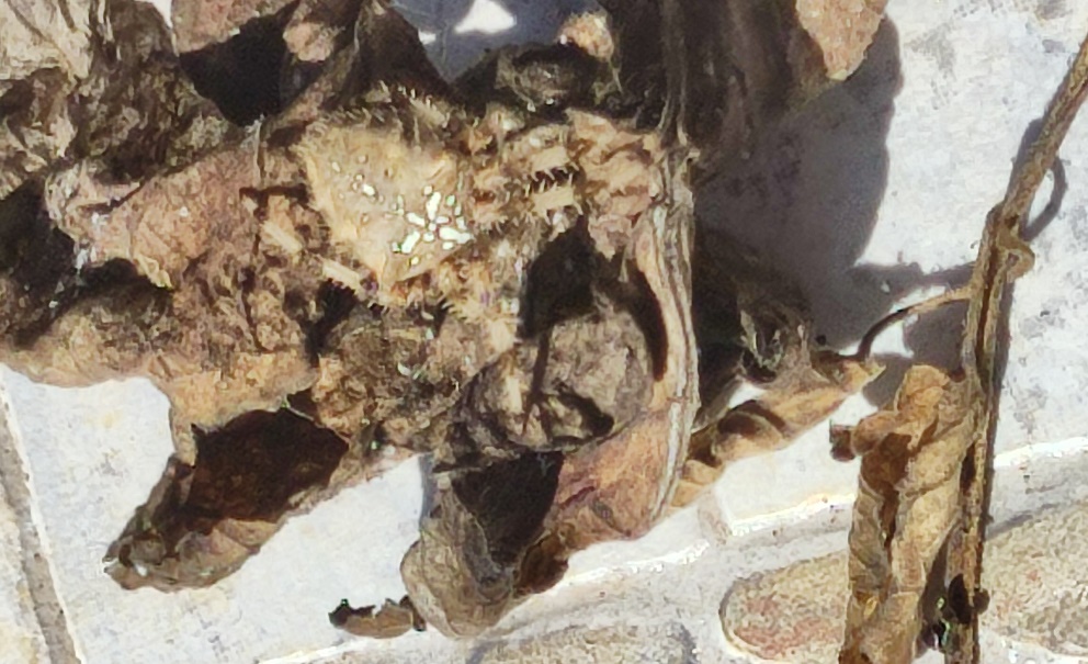 Garden Orbweaver spider in Portugal