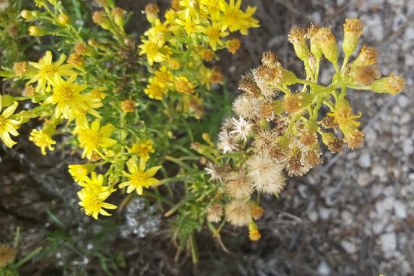 Dittrichia viscosa (L.) Greuter - False Yellowhead Sticky Fleabane
