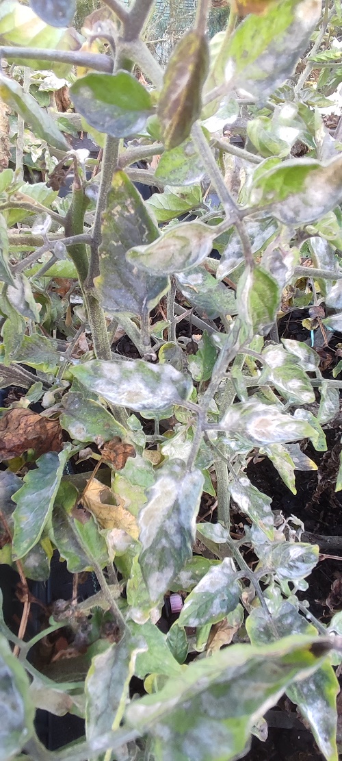 White mold and blight on tomato plants