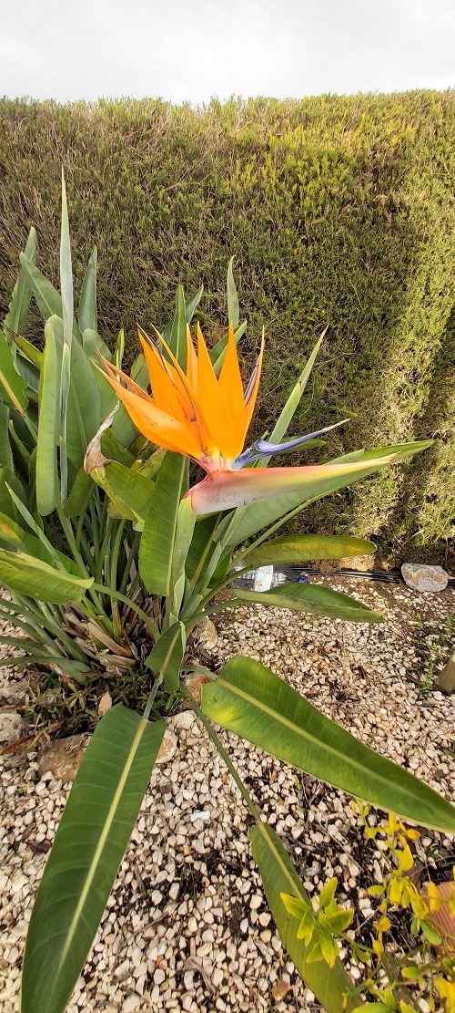 Bird of Paradise in October