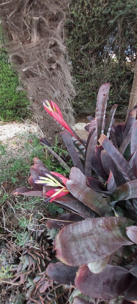 Flowering Bromelia in October