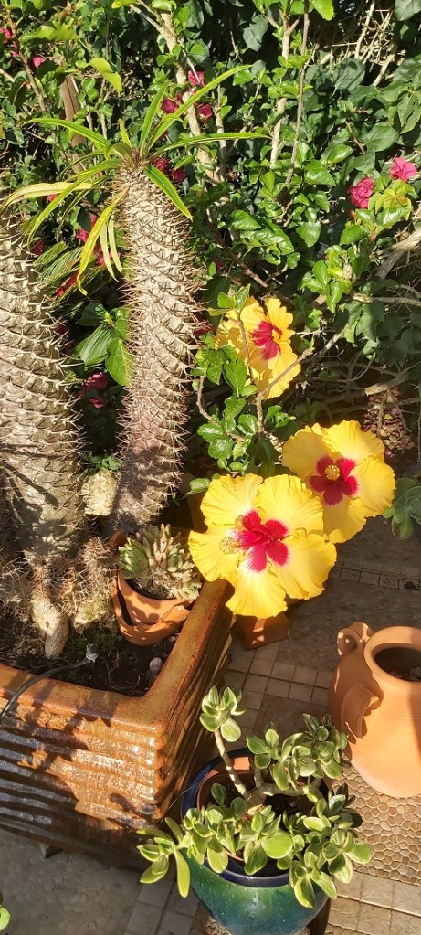 Flowering Hibiscus in October
