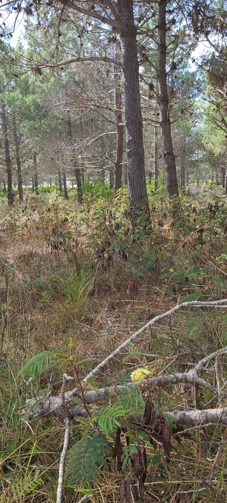 Paraserianthes lophantha -September 2024