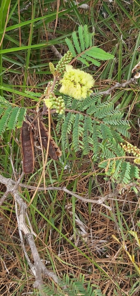 Paraserianthes lophantha -September 2024
