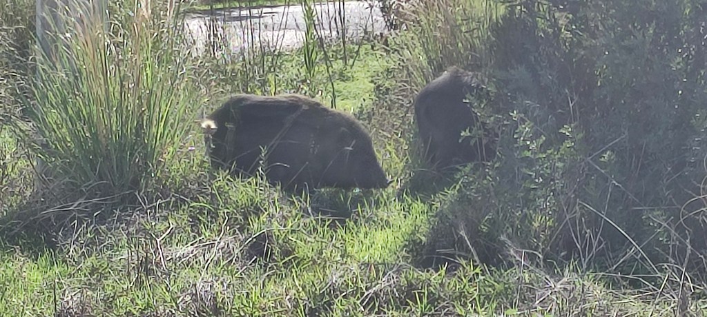 Wild Boar in the Western Algarve
