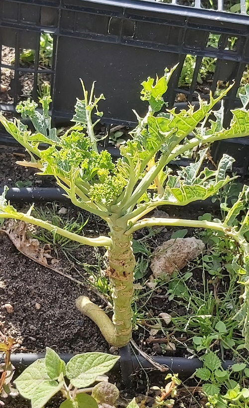 Green Kale eaten by caterpillars