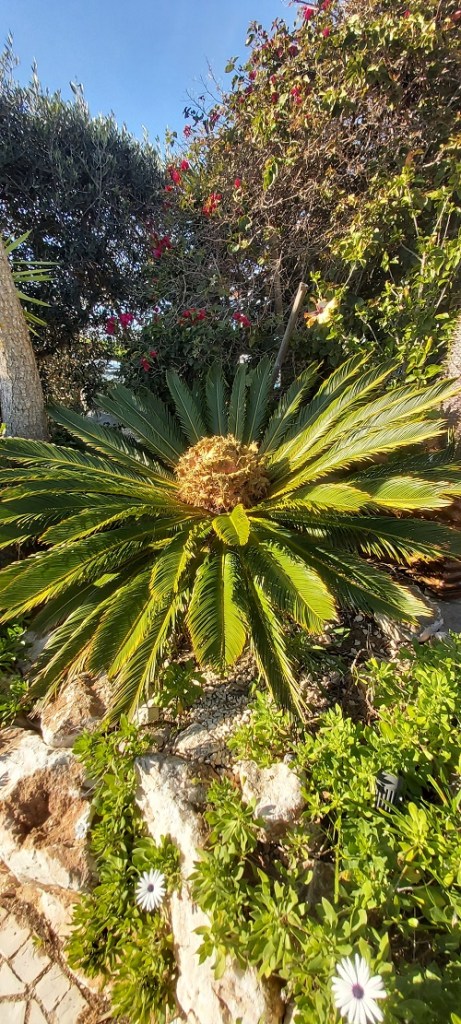 Cycas revoluta female