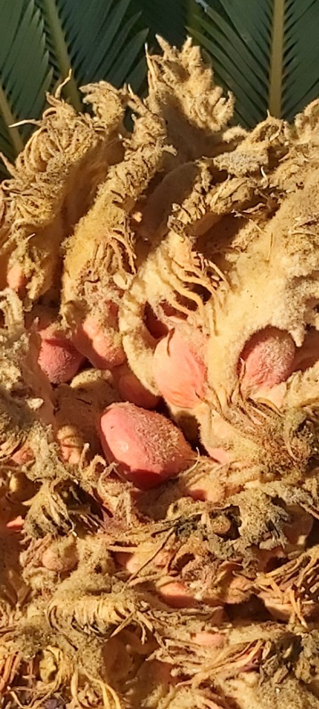 Cycas revoluta female