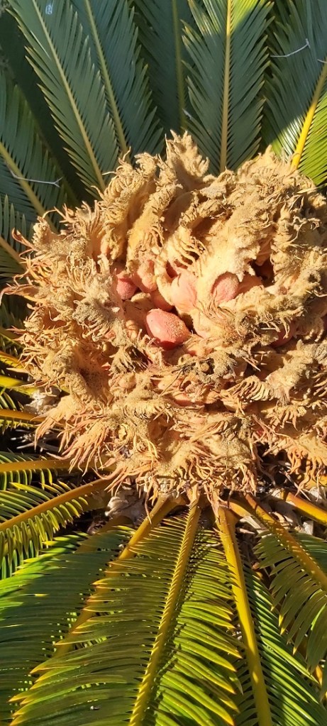 Cycas revoluta female