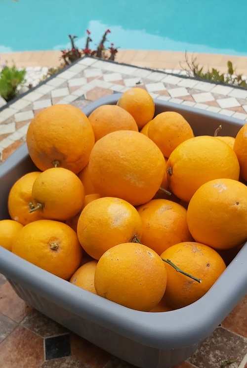 oranges