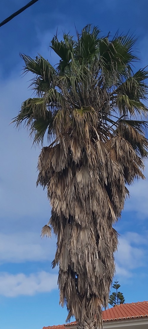 Washingtonia