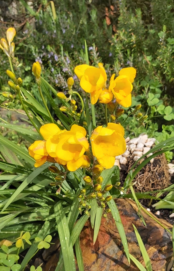 Freeisha growing in pots