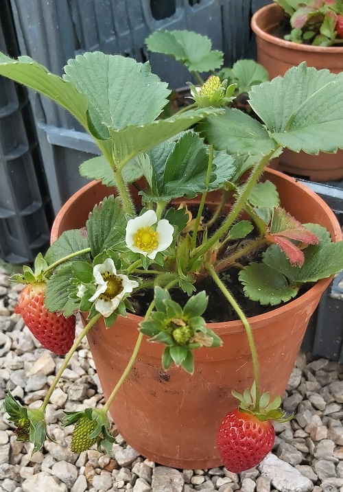 Strawberries growing in a pot