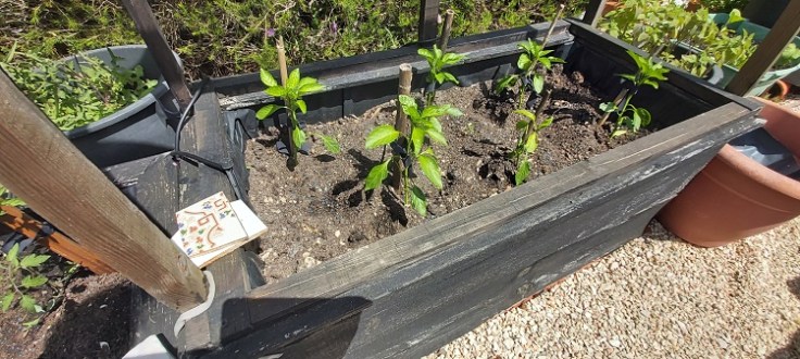 Yellow pepper plants - APRIL 2025