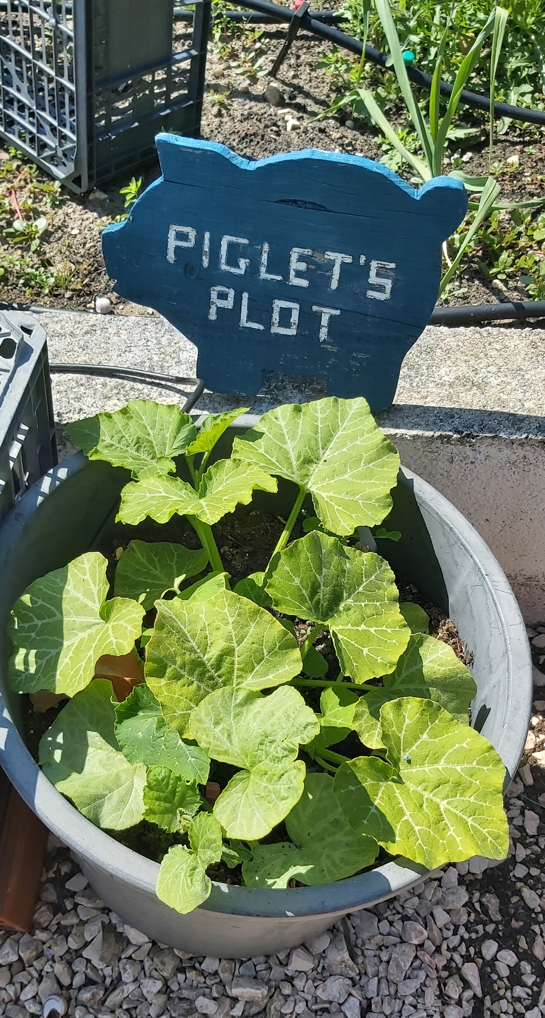 Growing squash plants in pots