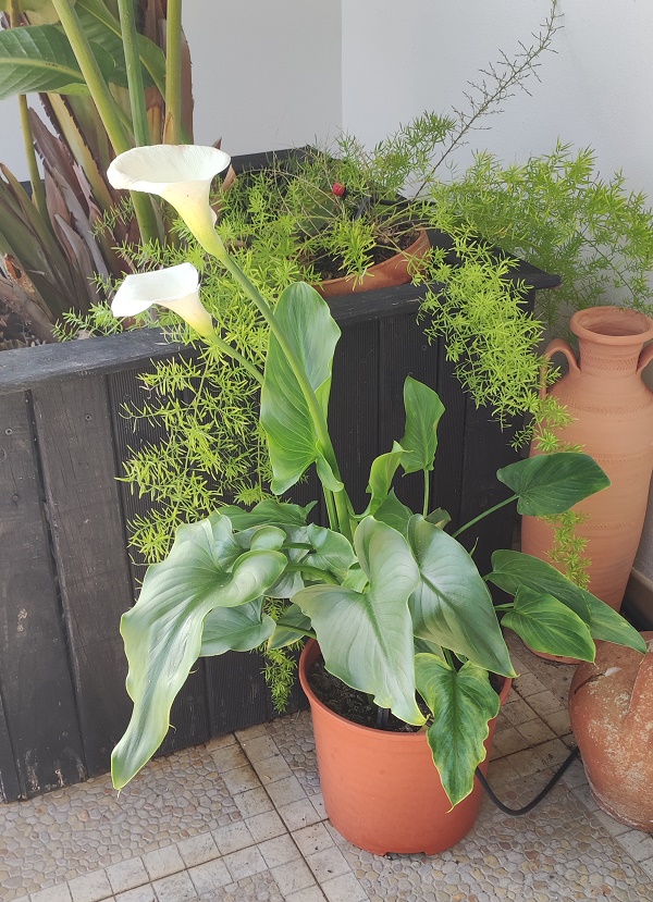 Zantedeschia - Calla Lilies