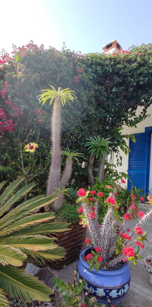 Epiphyllum oxypetalum