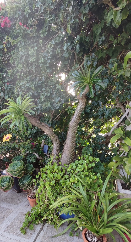 Epiphyllum oxypetalum