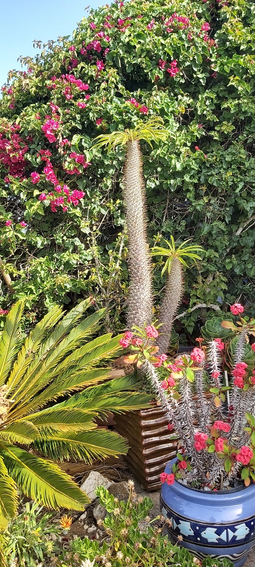 Madagascan Cactus Palm