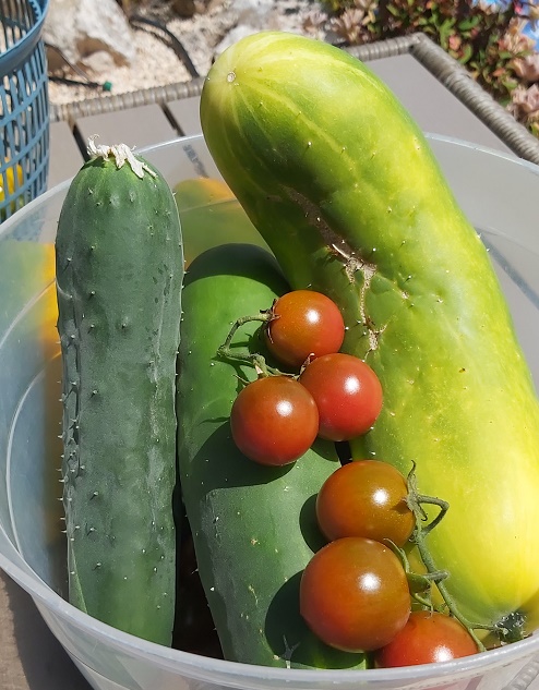 cucumber and tomatoes