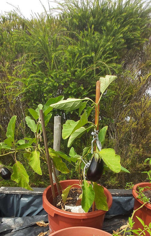 Aubergines growing in a pot