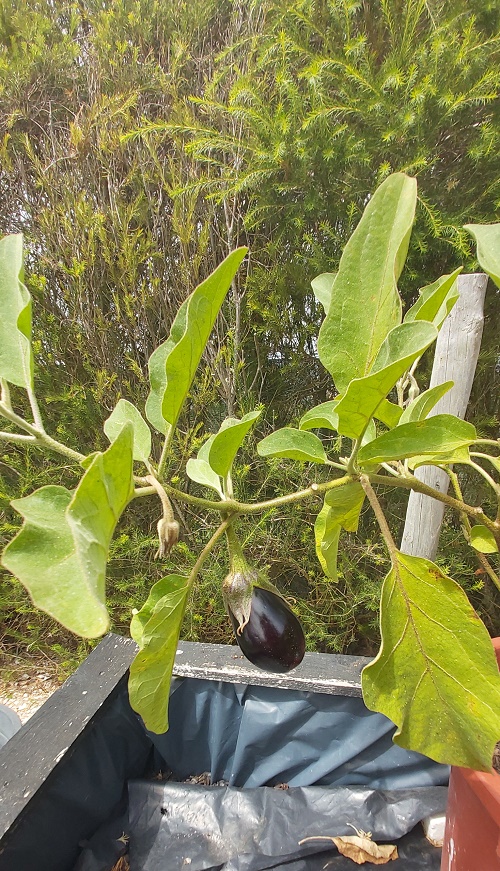 Aubergines growing in a pot
