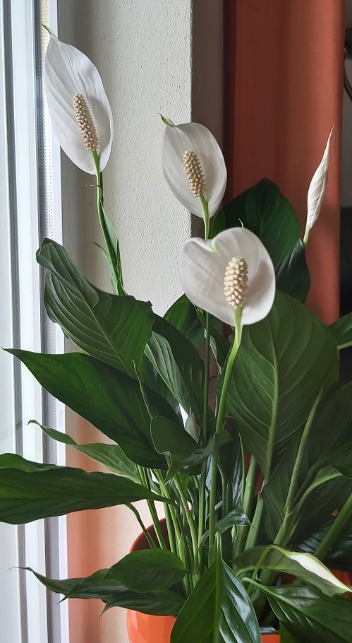 Spatiphyllum - Peace Lily