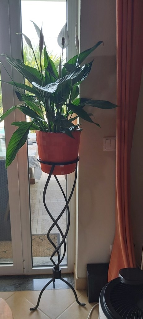 Spatiphyllum - Peace Lily