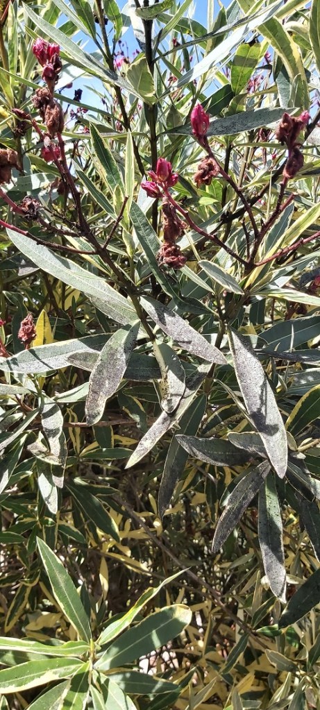 black sooty mould on oleander leaves