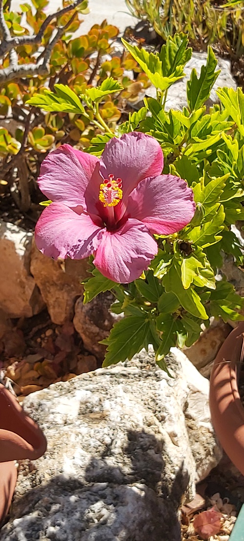 pink hibiscus flower in September