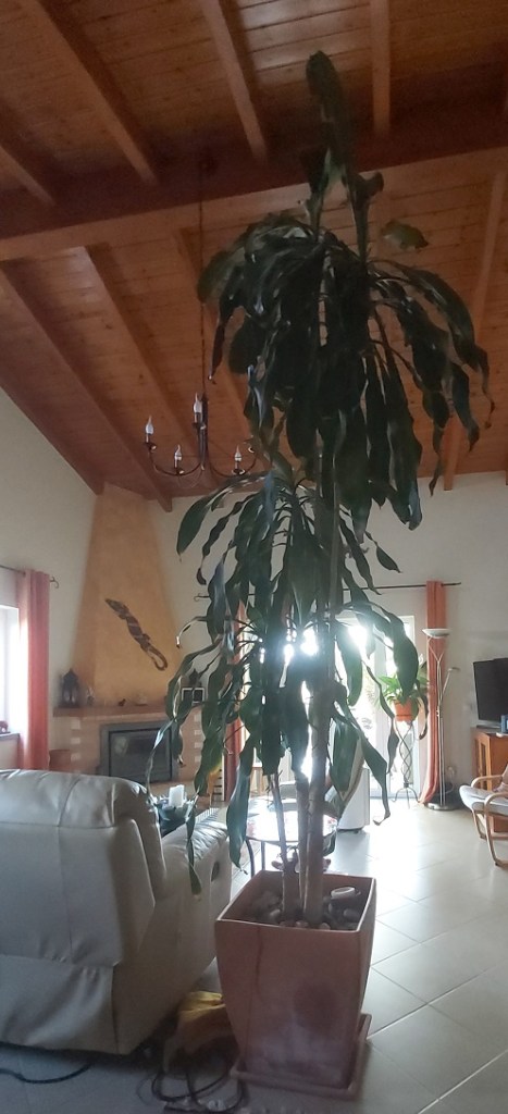 Dracaena plant