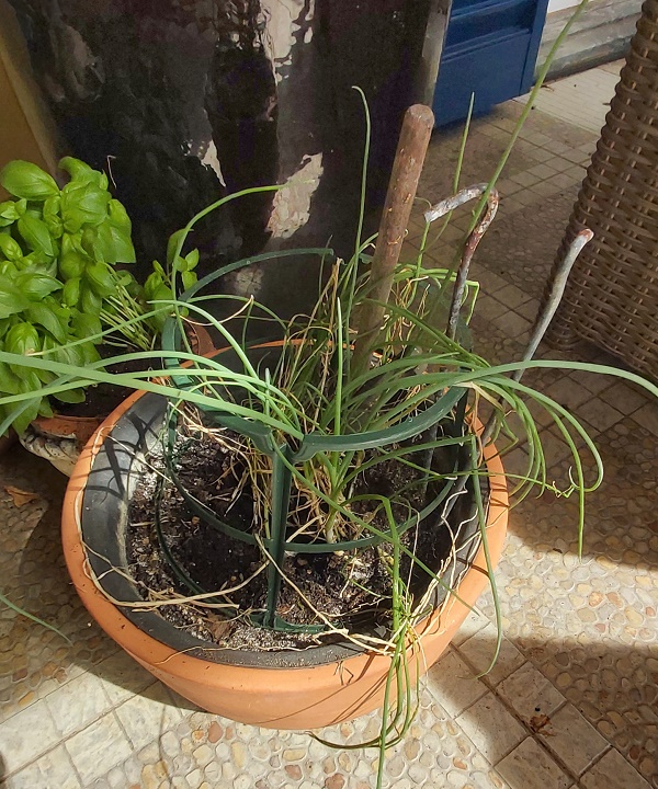 Chives growing in a pot