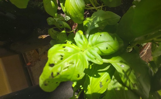 holy basil leaves